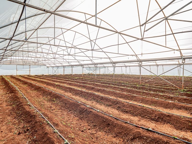 A large, well-maintained greenhouse structure featuring a metal frame, polyethylene covering, and an installed drip irrigation system for agricultural use.