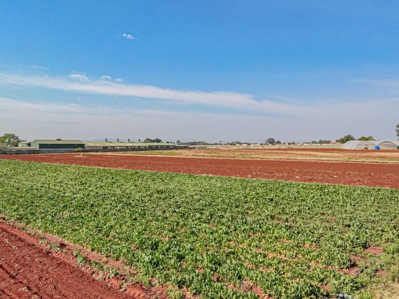 Expansive agricultural small holding land featuring cultivated crop rows, irrigation infrastructure, and distant greenhouse structures under a clear sky.