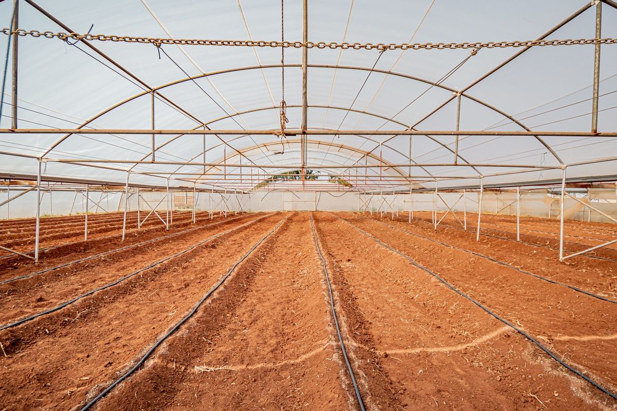 A spacious agricultural greenhouse featuring a sturdy metal frame, polyethylene covering, and an installed drip irrigation system, ready for cultivation.