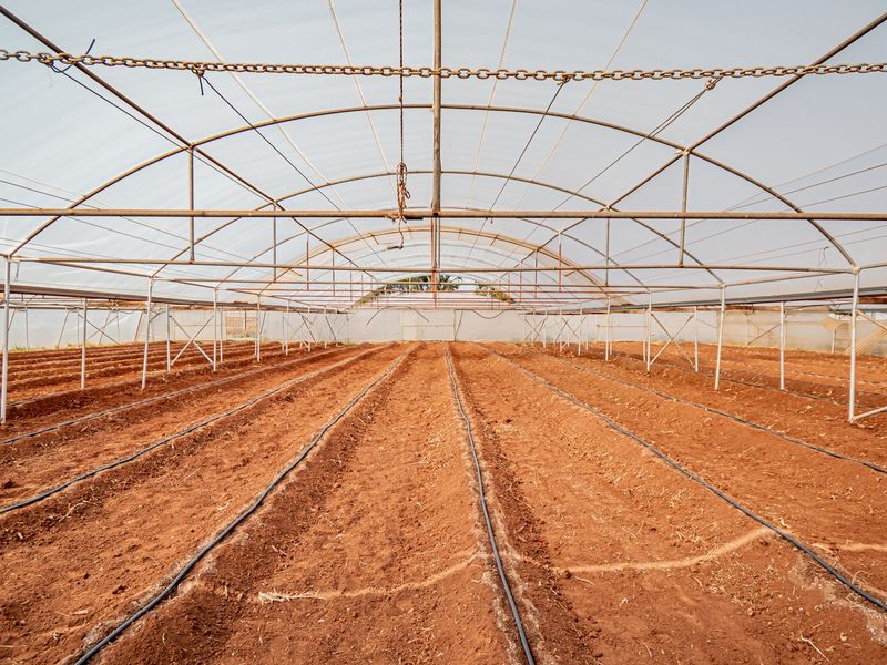 A spacious agricultural greenhouse featuring a sturdy metal frame, polyethylene covering, and an installed drip irrigation system, ready for cultivation.