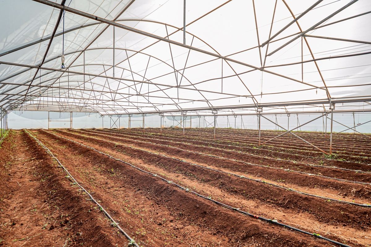 A large-scale agricultural greenhouse tunnel featuring a metal frame structure, polyethylene covering, and an installed drip irrigation system over prepared planting beds.