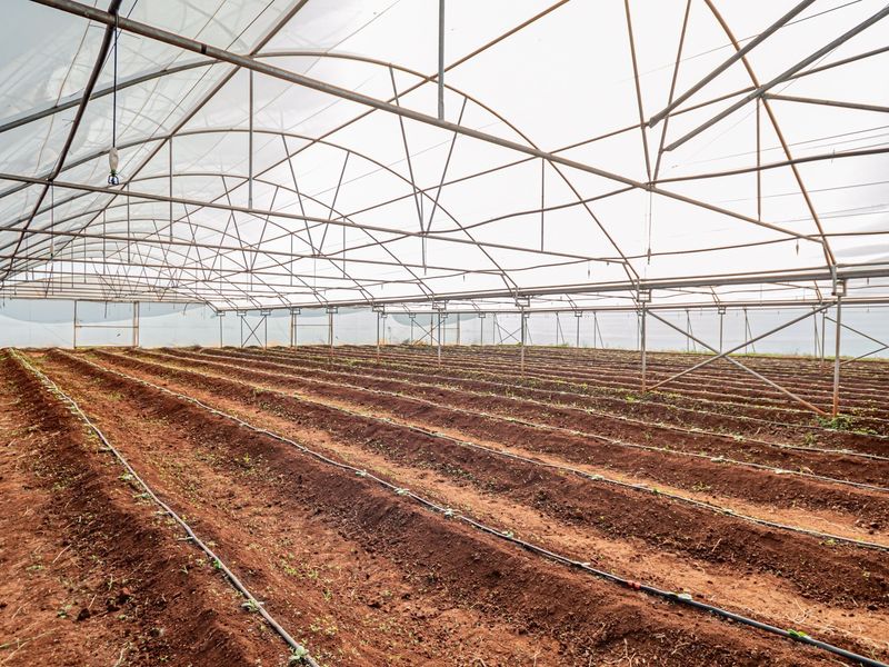A large-scale agricultural greenhouse tunnel featuring a metal frame structure, polyethylene covering, and an installed drip irrigation system over prepared planting beds.