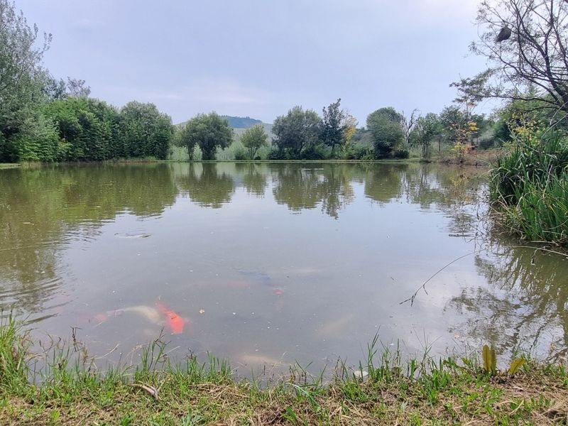 A serene farm pond surrounded by mature trees and lush greenery, offering a peaceful natural landscape view.