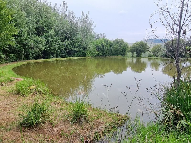 A peaceful view of a natural farm pond surrounded by mature trees and lush greenery, offering a serene outdoor landscape.