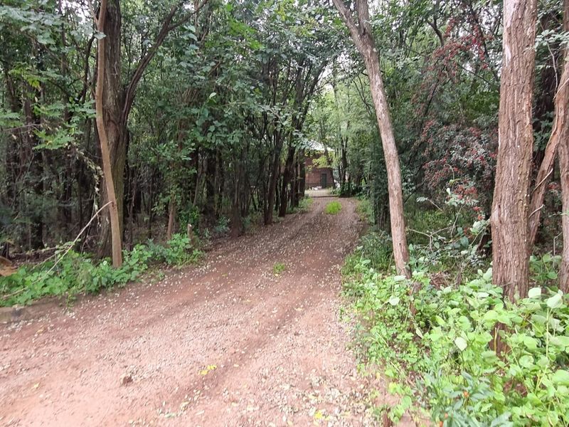 A natural dirt driveway leading through a dense, wooded area on the farm property.