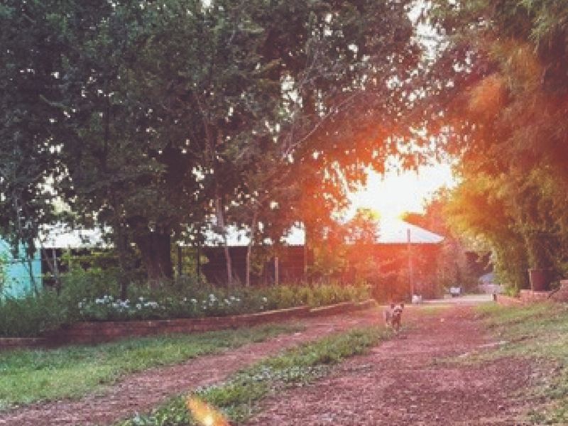 A scenic view of a dirt driveway leading towards a farm building, framed by mature trees and a brick retaining wall at sunset.