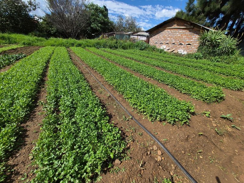 A cultivated vegetable garden plot featuring an irrigation system and a small brick outbuilding with a weathered roof structure.