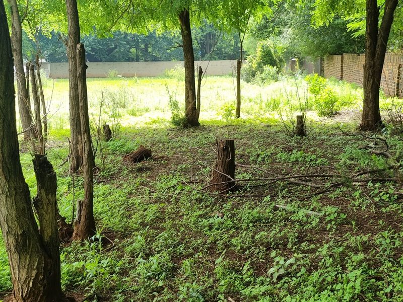 A view of a vacant residential plot featuring mature trees and a brick boundary wall, currently covered in overgrown vegetation.