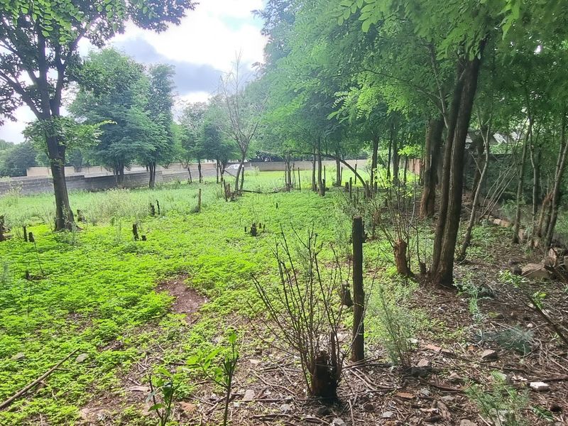 A view of the vacant residential land featuring mature trees and a perimeter boundary wall.