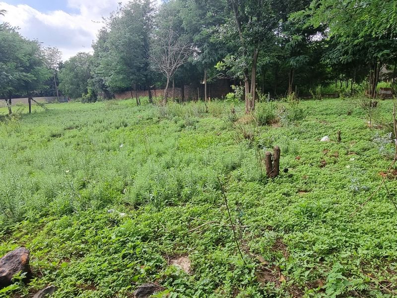 A vacant residential plot featuring mature trees and overgrown vegetation, enclosed by a boundary wall.