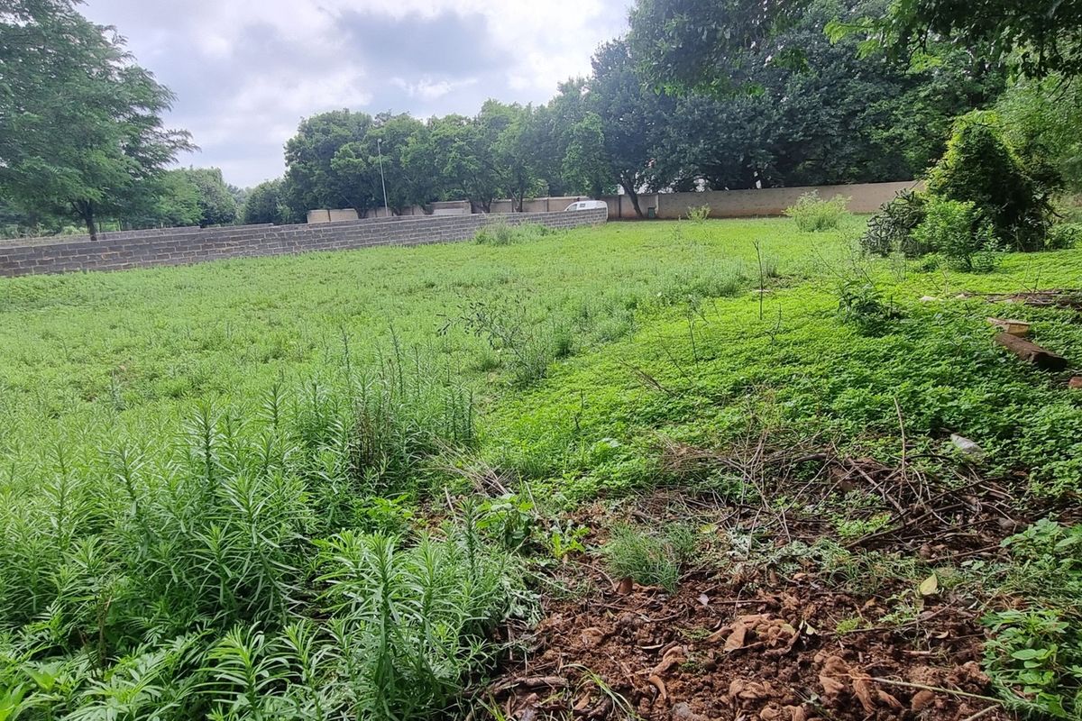 A view of the vacant residential land featuring a perimeter wall and established trees, offering a blank canvas for future development.