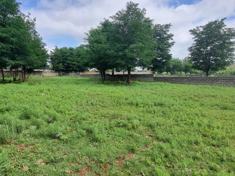A vacant residential plot featuring established trees and a perimeter boundary wall, offering a clear space for future development.