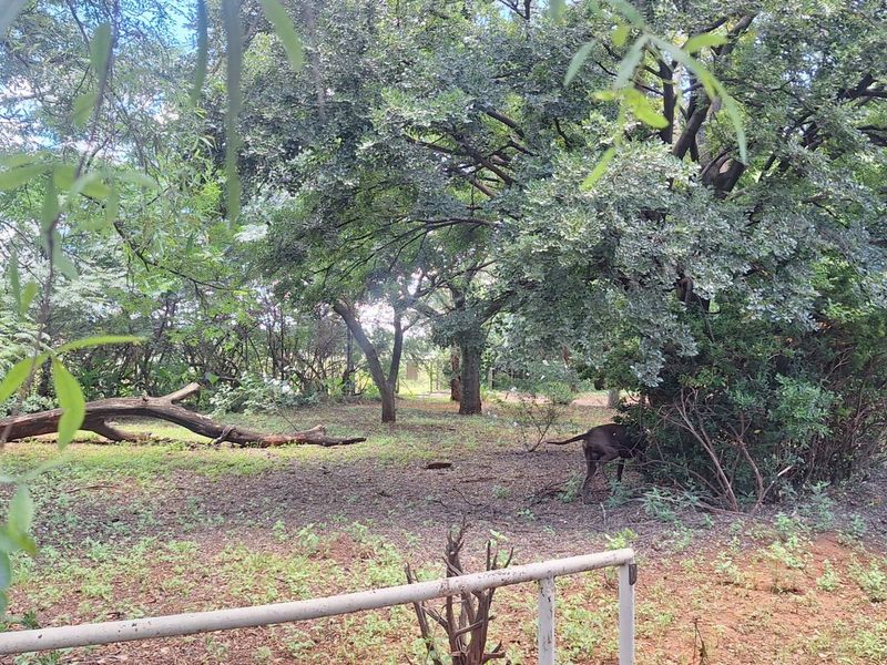 A view of a natural, wooded garden area featuring mature trees and a metal perimeter railing on a small holding property.
