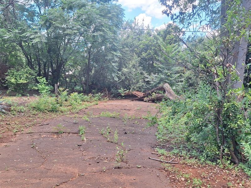 A view of a heavily overgrown garden area featuring a cracked paved driveway and mature trees requiring maintenance and clearing.