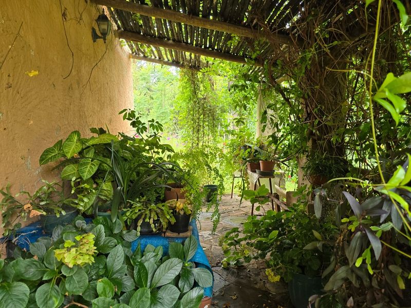 A rustic covered patio area featuring a natural thatched roof and stone flooring, currently heavily landscaped with numerous potted plants.