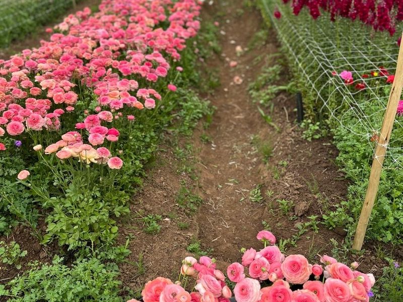 A productive flower farming garden featuring rows of cultivated blooms under a protective polytunnel structure with integrated support netting.