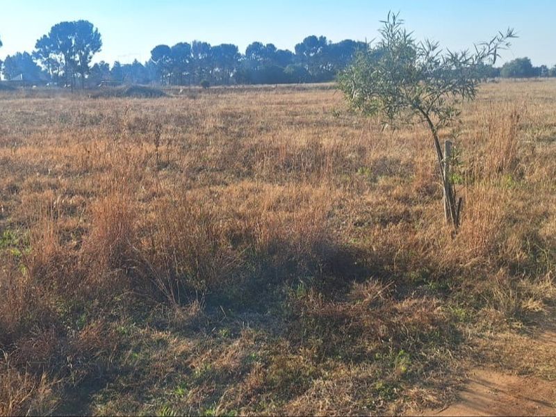 Expansive open land area featuring dry grass and scattered trees, suitable for agricultural use or future development on this small holding.
