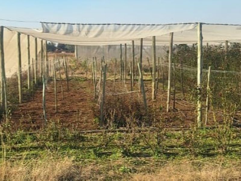 An agricultural garden area featuring a large shade netting structure supported by wooden poles, suitable for crop cultivation or nursery use.