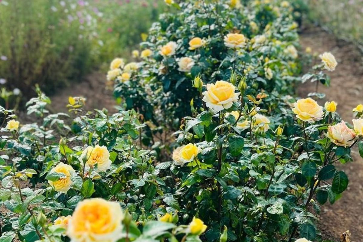 A vibrant garden area featuring rows of blooming yellow roses planted in soil beds.