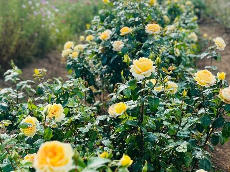 A vibrant garden area featuring rows of blooming yellow roses planted in soil beds.