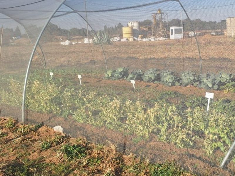 A cultivated vegetable garden area protected by a large-scale shade netting structure with metal support hoops.