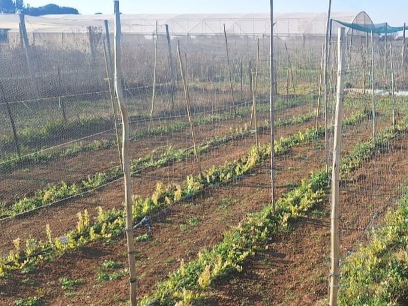 A cultivated agricultural garden plot featuring rows of crops, supported by wooden poles and protective netting infrastructure.