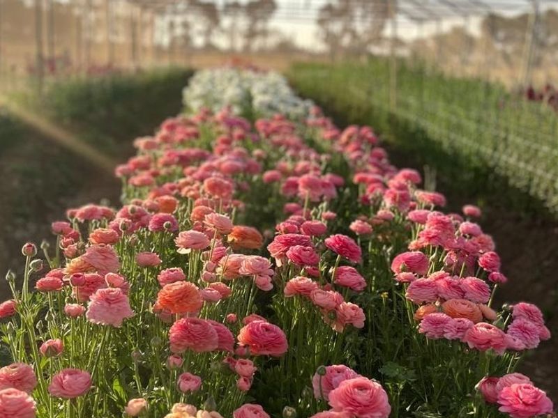 A well-maintained flower cultivation area on the small holding, featuring rows of blooming ranunculus plants under protective agricultural netting.