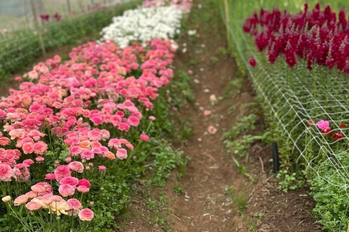 A well-maintained flower garden featuring rows of vibrant pink and white blooms supported by wire mesh netting and wooden stakes.