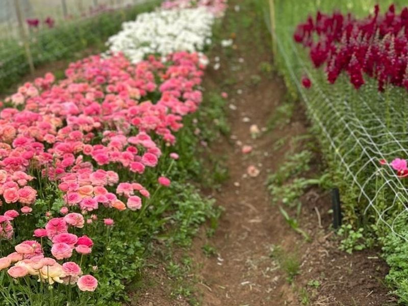 A well-maintained flower garden featuring rows of vibrant pink and white blooms supported by wire mesh netting and wooden stakes.