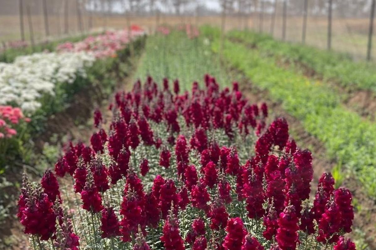 A well-maintained flower farm featuring rows of vibrant snapdragons and other cultivated blooms, showcasing productive agricultural land on the small holding.