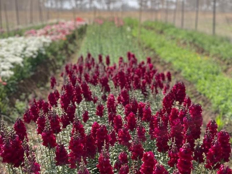 A well-maintained flower farm featuring rows of vibrant snapdragons and other cultivated blooms, showcasing productive agricultural land on the small holding.