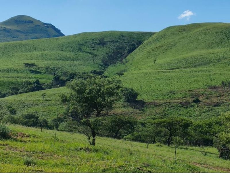 Expansive view of rolling green hills and natural landscape, featuring established indigenous trees and perimeter wire fencing.