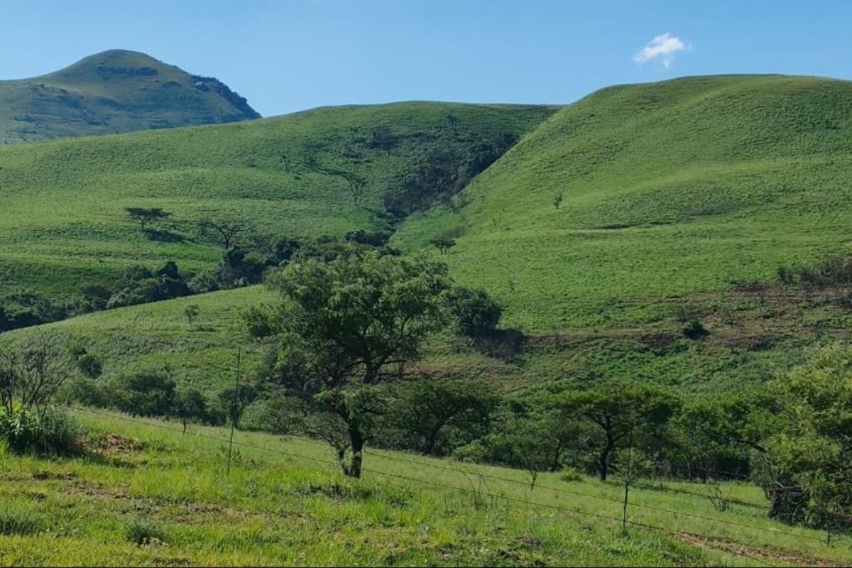 Expansive view of rolling green hills and natural landscape, featuring established indigenous trees and perimeter wire fencing.