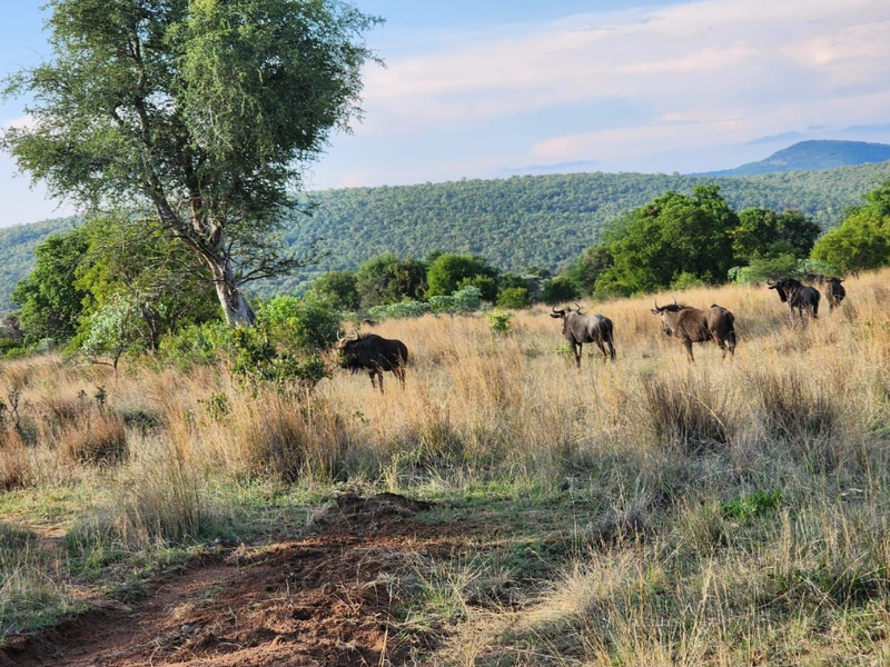 A scenic view of natural bushveld landscape featuring indigenous trees, dry grass, and wildlife, showcasing the property's expansive outdoor environment.
