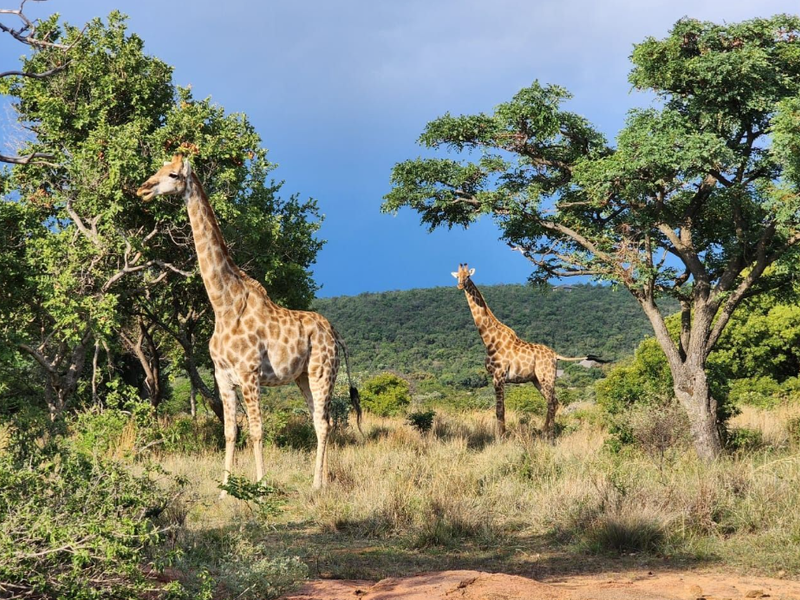 A scenic view of natural bushveld landscape featuring indigenous trees and wildlife, showcasing the property's natural surroundings.