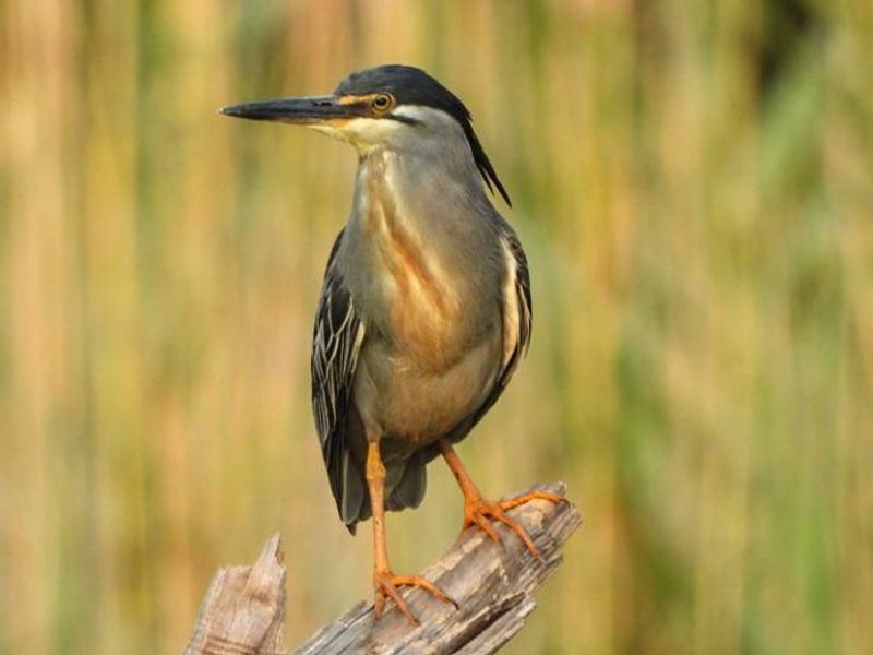 Vacant Land Residential Pending Sale In Bela Bela - Photo 5