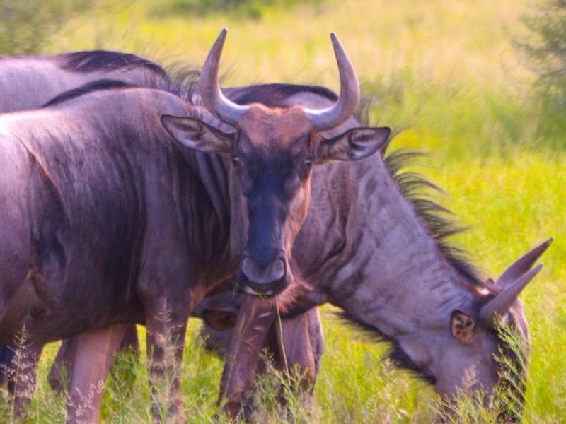 Vacant Land Residential Pending Sale In Bela Bela - Photo 8