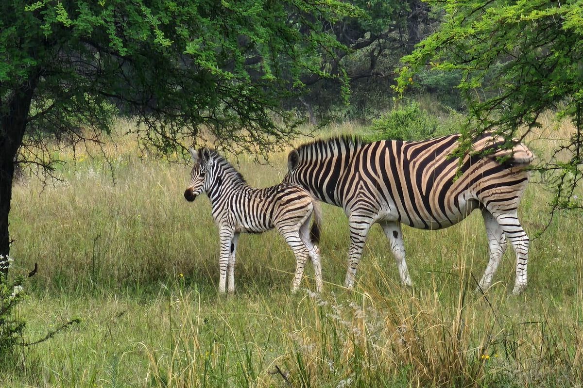 Vacant Land Residential For Sale In Bela Bela - Photo 4