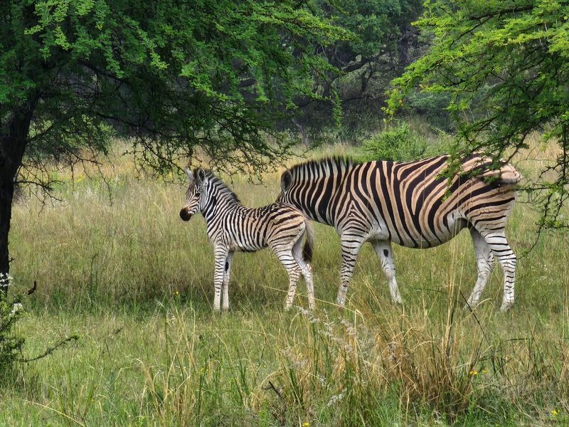 Vacant Land Residential For Sale In Bela Bela - Photo 4