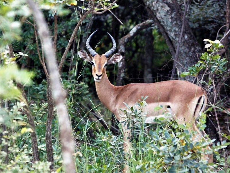 A view of the natural vegetation and wildlife present on the vacant residential land.