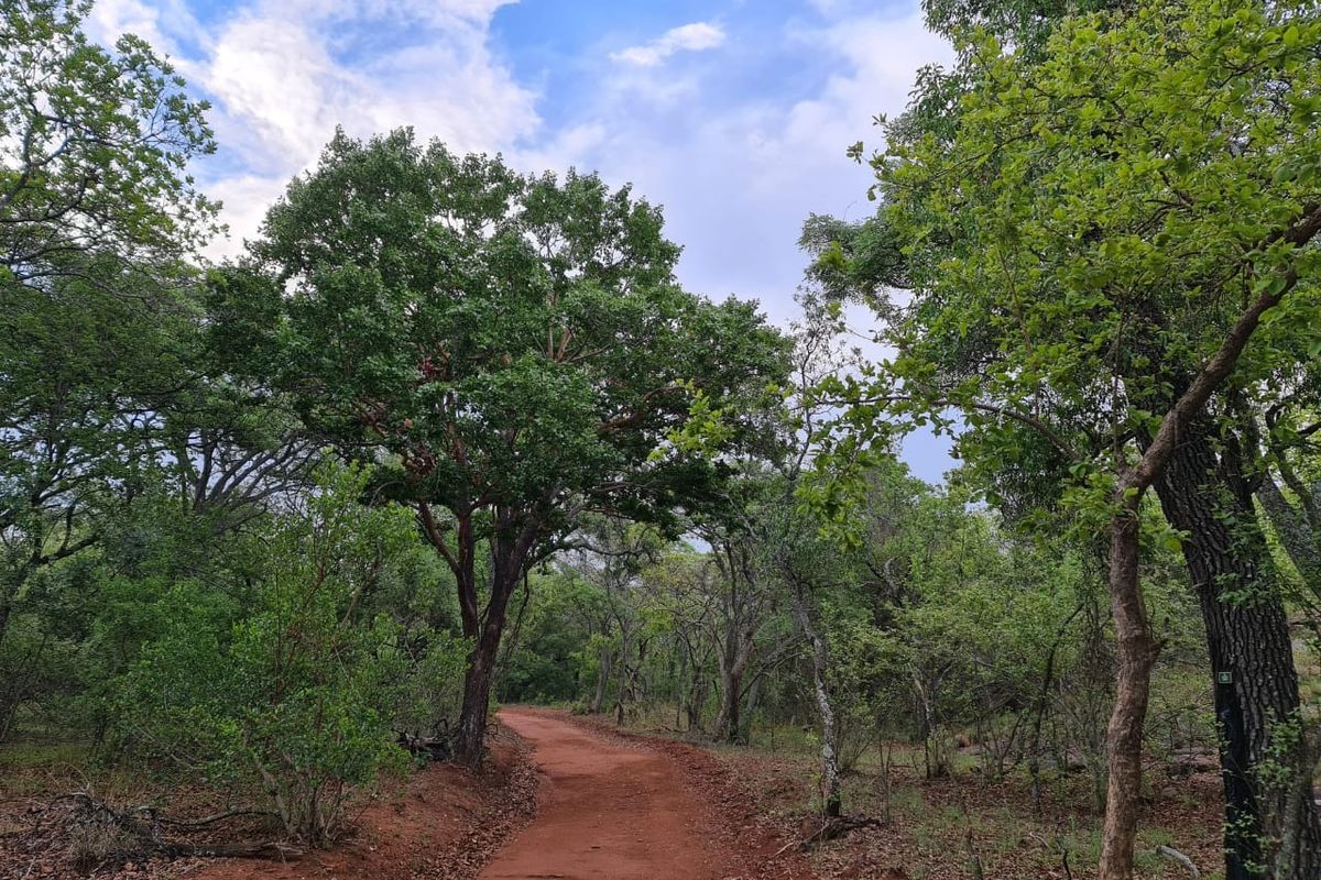 A scenic dirt path winding through a lush, wooded area with mature trees and natural vegetation on this vacant residential land.