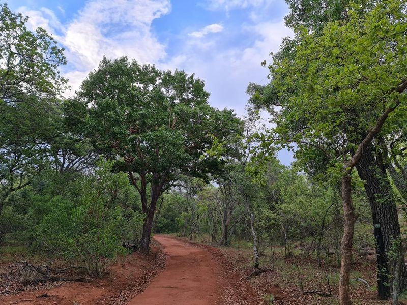 A scenic dirt path winding through a lush, wooded area with mature trees and natural vegetation on this vacant residential land.