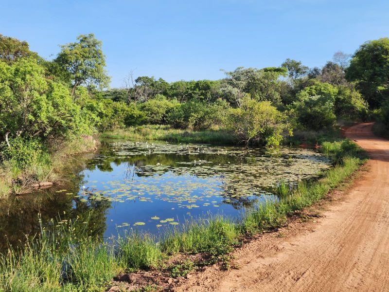A scenic view of a natural pond surrounded by lush vegetation and a dirt access road on a residential vacant land plot.