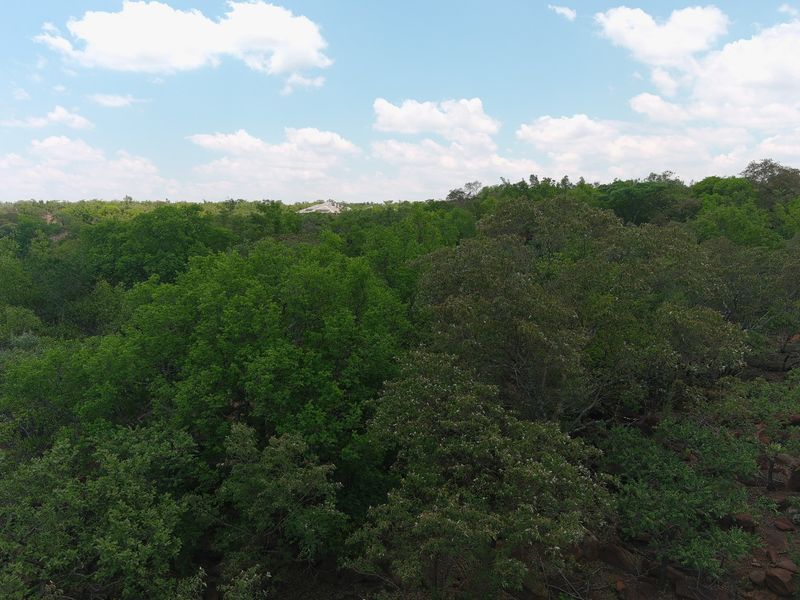 An aerial view of a densely wooded residential plot featuring mature trees and natural landscape.