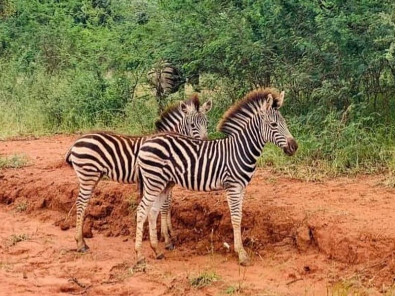 A view of wildlife in a natural bushveld setting, typical of the surrounding lodge environment.