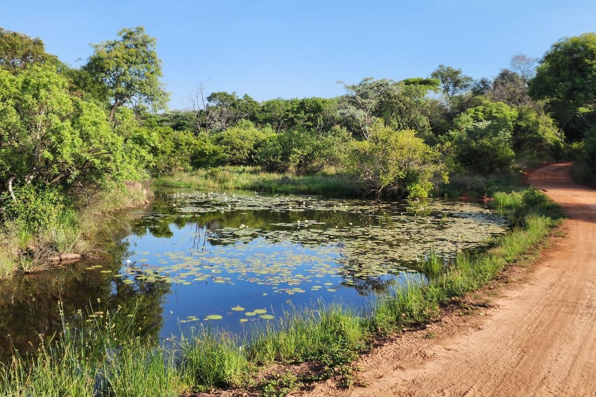 A scenic view of a natural pond surrounded by lush vegetation and a dirt access road on a residential vacant land plot.