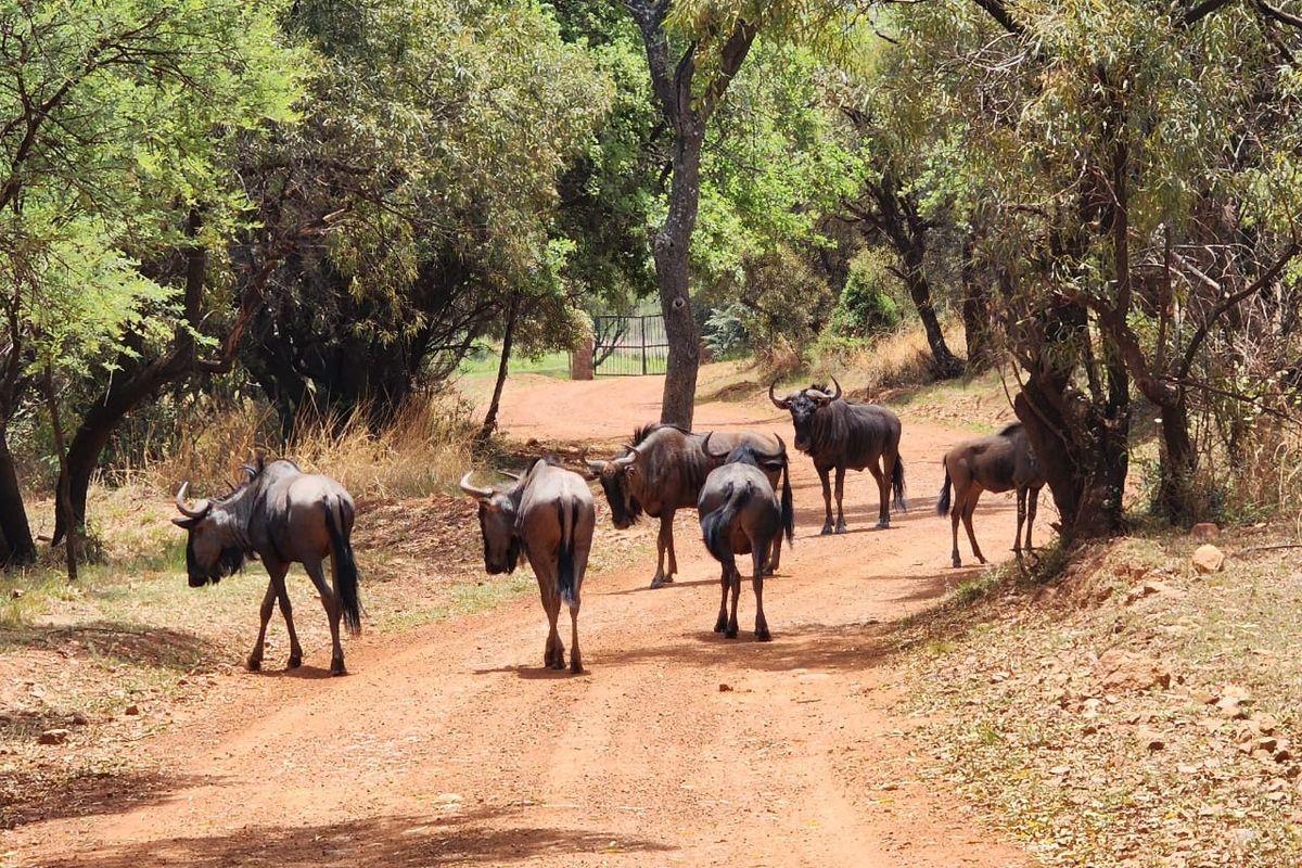 A natural bushveld setting featuring a dirt access road surrounded by mature trees and indigenous vegetation, providing a scenic landscape view.