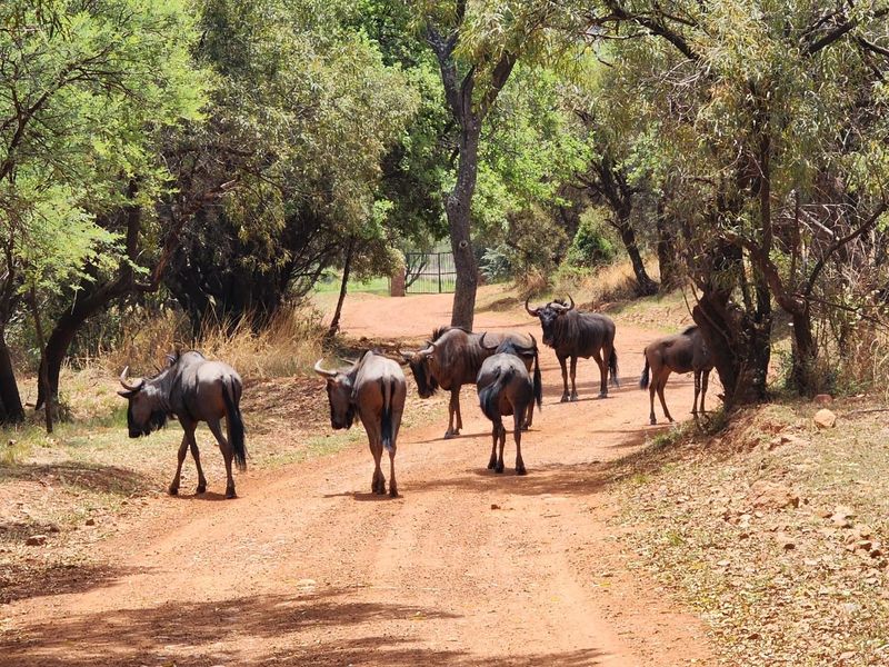 A natural bushveld setting featuring a dirt access road surrounded by mature trees and indigenous vegetation, providing a scenic landscape view.