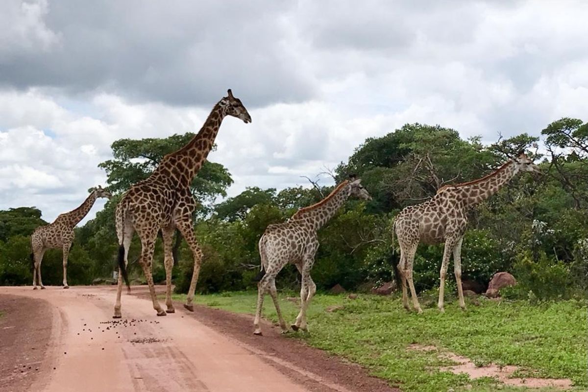 Vacant Land Residential For Sale In Bela Bela - Photo 3