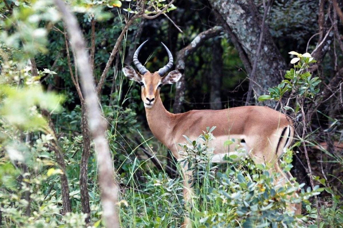 A view of the natural vegetation and wildlife present on the vacant residential land.